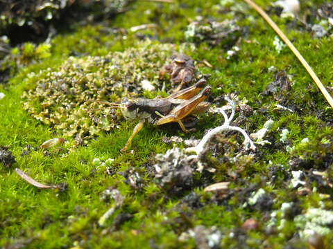 Melanoplus islandicus Blatchley 1898的圖片