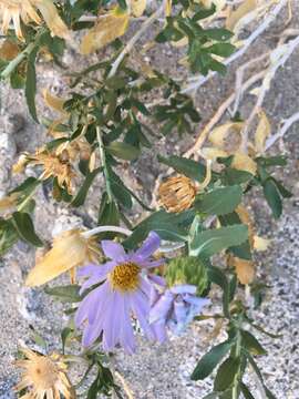 Image of Orcutt's aster