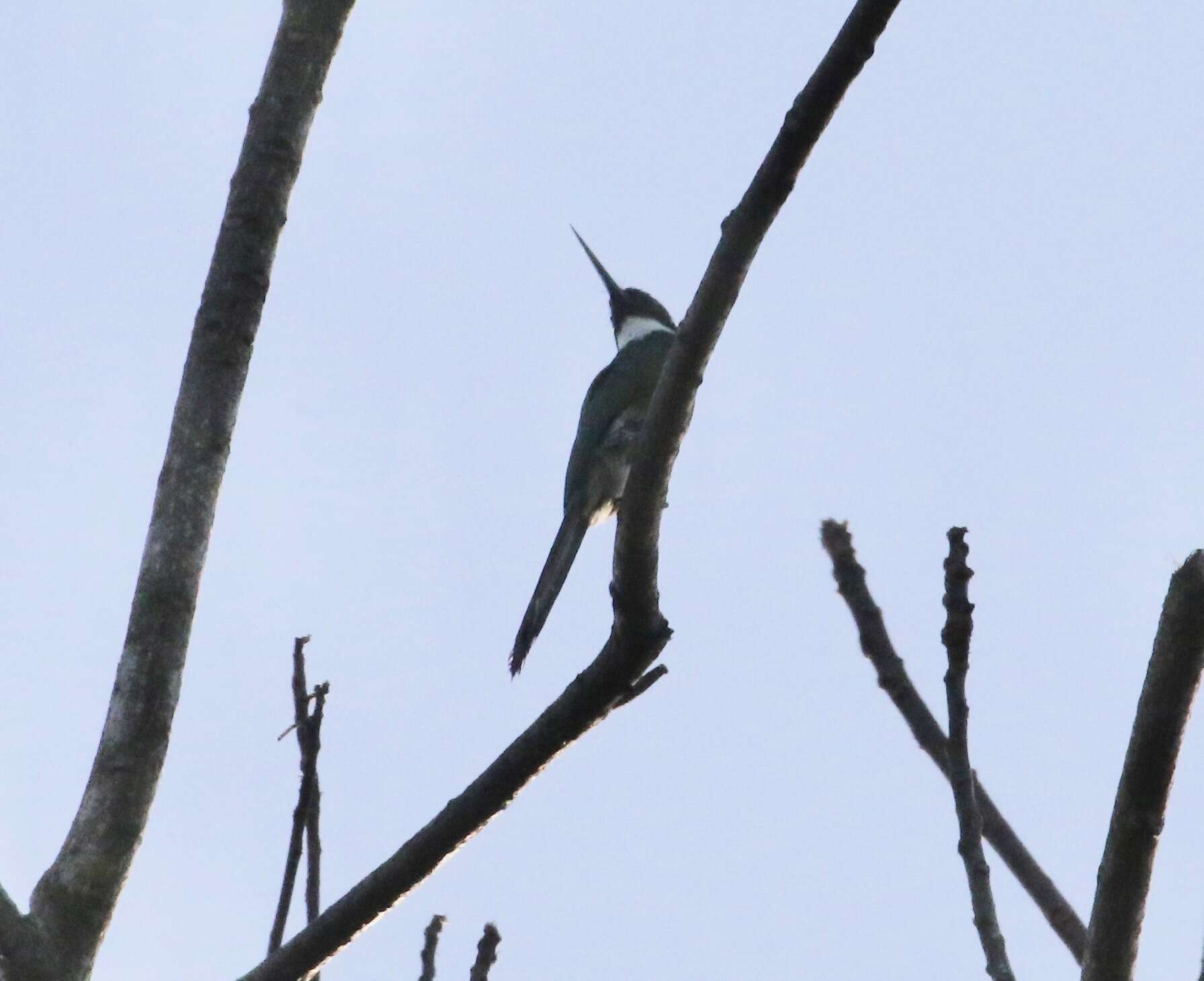 Image of Bronzy Jacamar