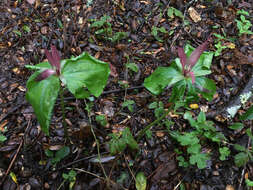 Imagem de Trillium chloropetalum (Torr.) Howell