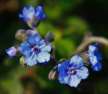 Cynoglossum malabaricum (C. B. Cl.) Riedl resmi