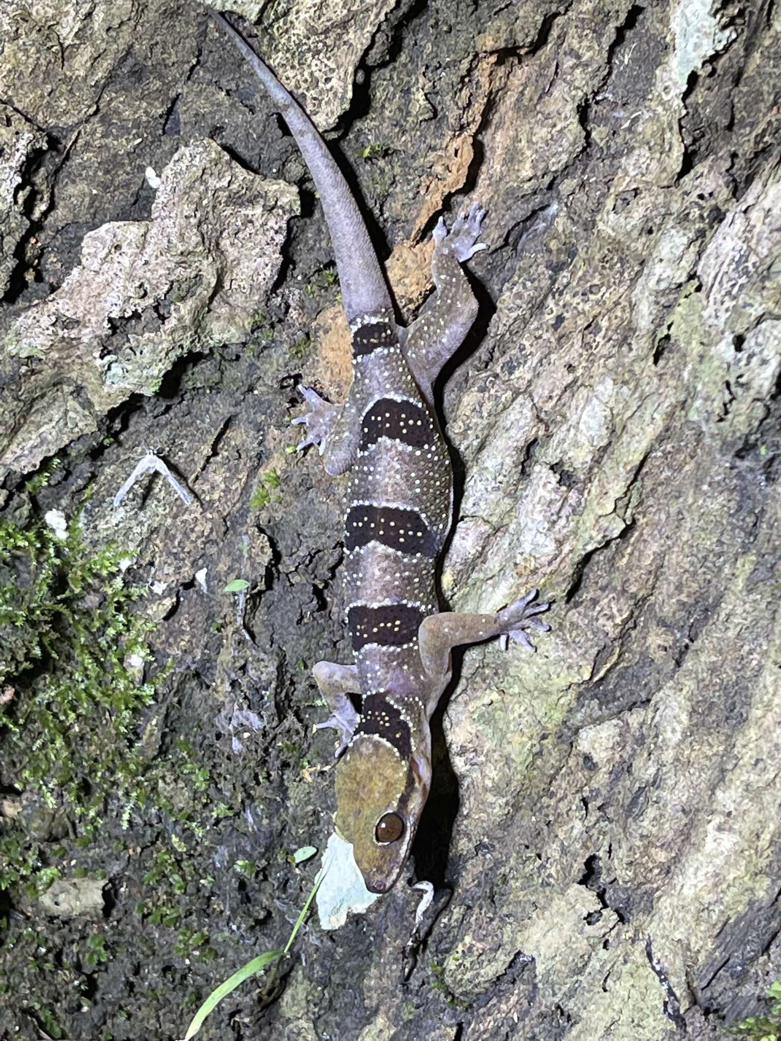 Image of Banded Leaf-toed Gecko