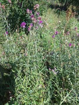 Centaurea scabiosa subsp. apiculata (Ledeb.) A. D. Mikheev的圖片