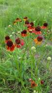 Imagem de Helenium flexuosum Rafin.