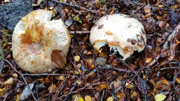 Sivun Russula purpureotincta McNabb 1973 kuva