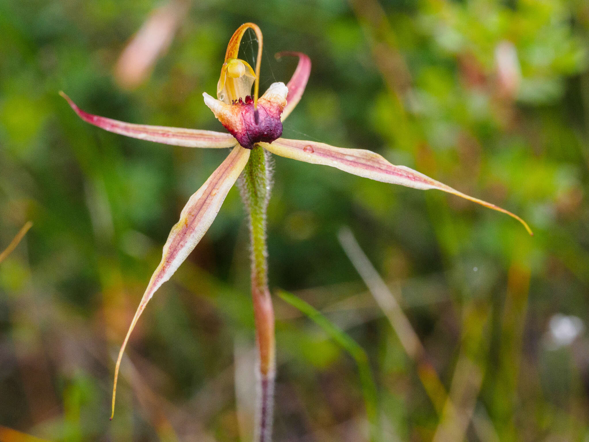 Image of Plain-lip spider orchid