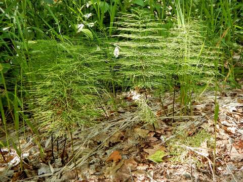 Слика од Equisetum sylvaticum L.