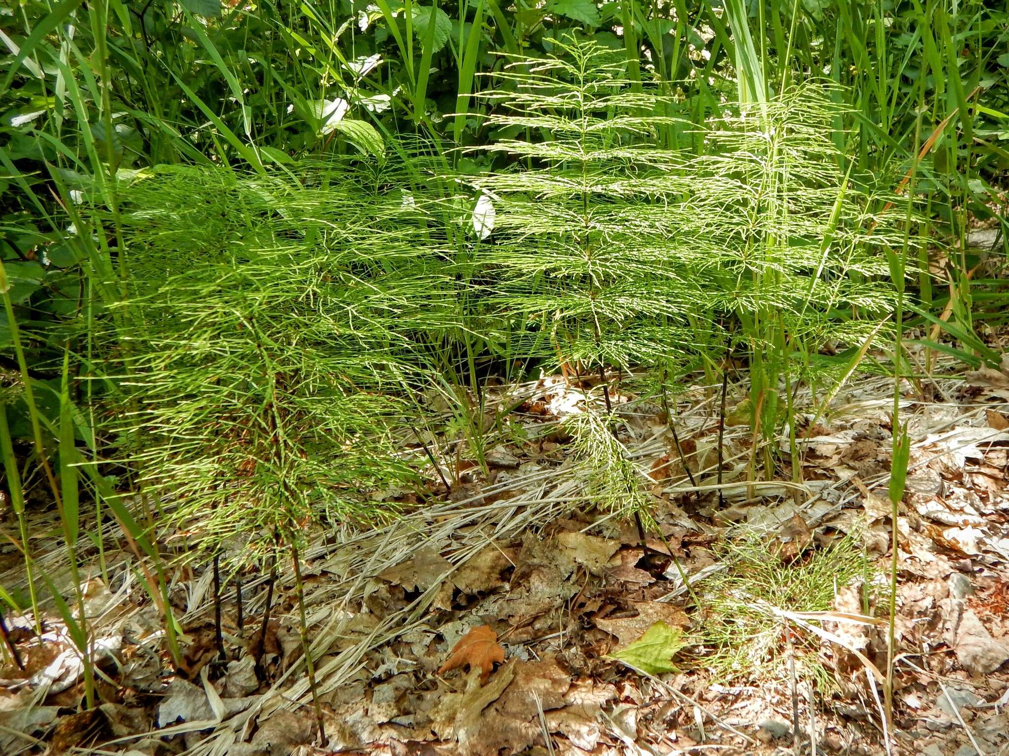 Imagem de Equisetum sylvaticum L.