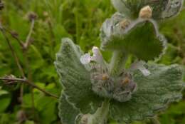 Nepeta scordotis L.的圖片