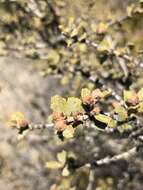 Image of ceanothus