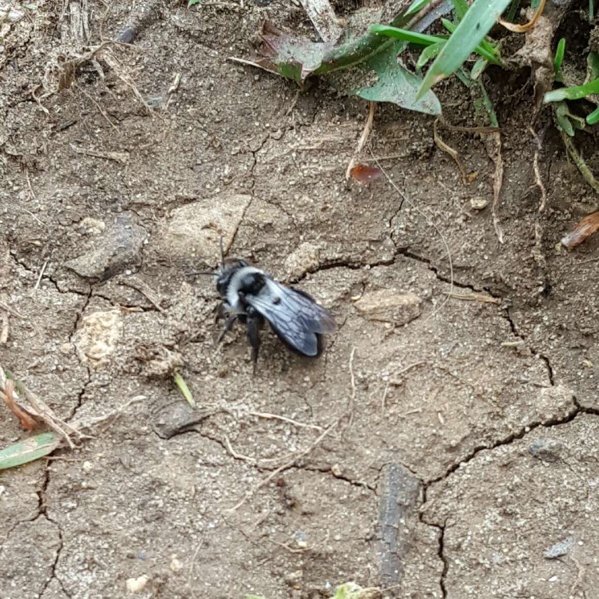 Image of Ashy Mining Bee