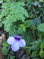 Image of Spotless Violet Torenia