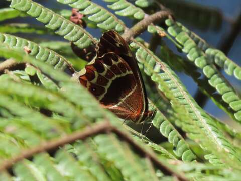 Image de Oxeoschistus simplex Butler 1868