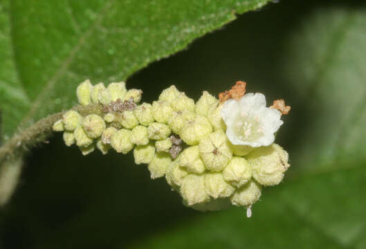 Varronia guanacastensis (Standl.) J. S. Mill. resmi