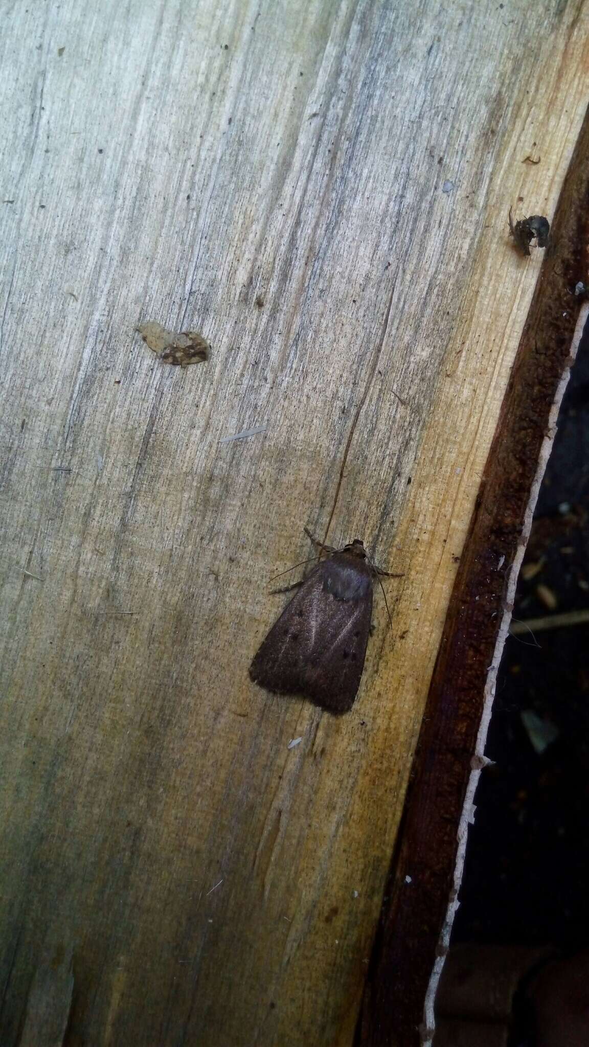 Image of mouse moth