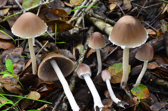 Image of Psathyrella longipes (Peck) A. H. Sm. 1941