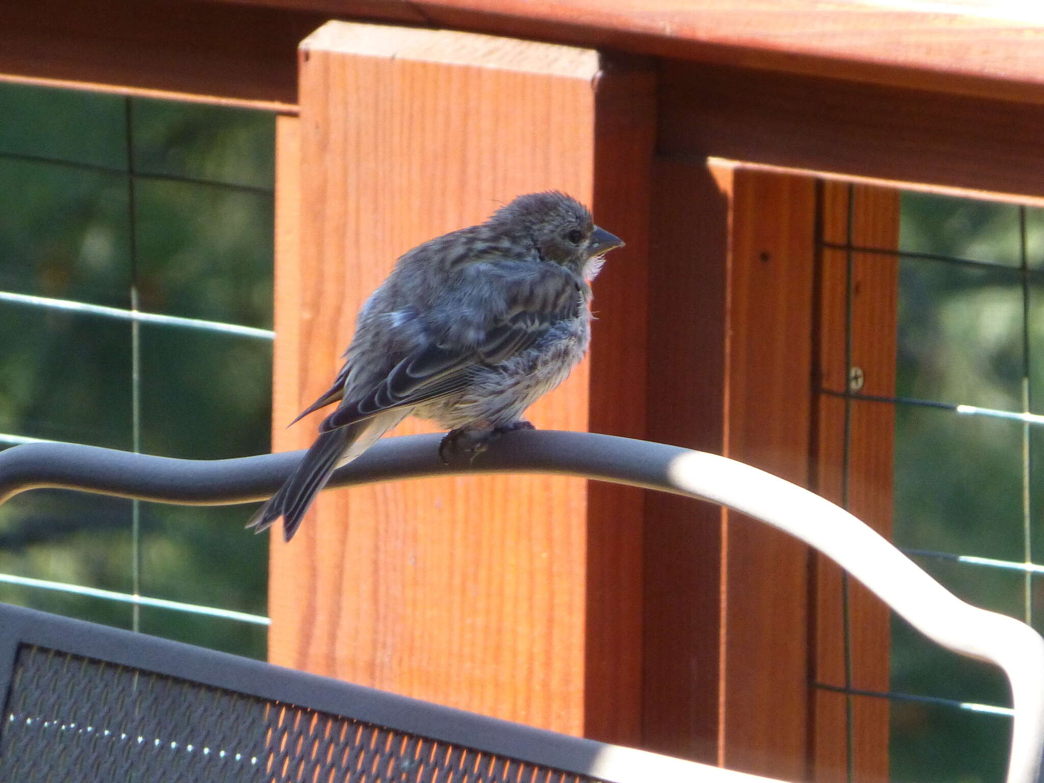 Image of Cassin's Finch