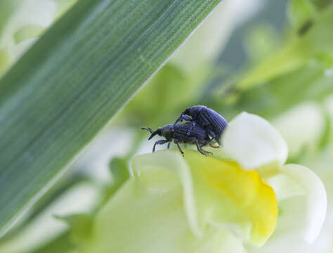 Image of Weevil