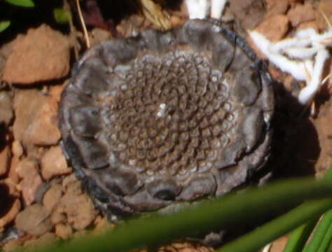 Image of Protea lorea R. Br.