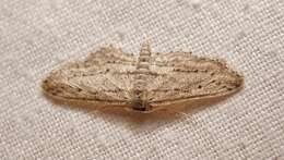 صورة Idaea calunetaria Staudinger 1859