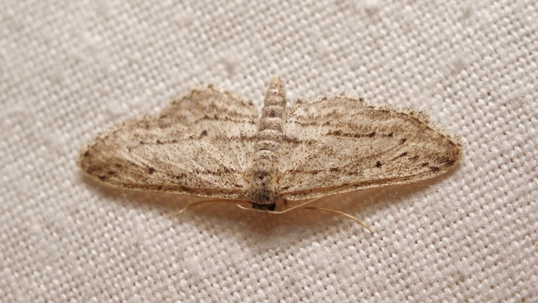 Imagem de Idaea calunetaria Staudinger 1859