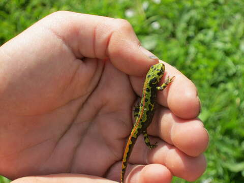 Triturus marmoratus (Latreille 1800) resmi