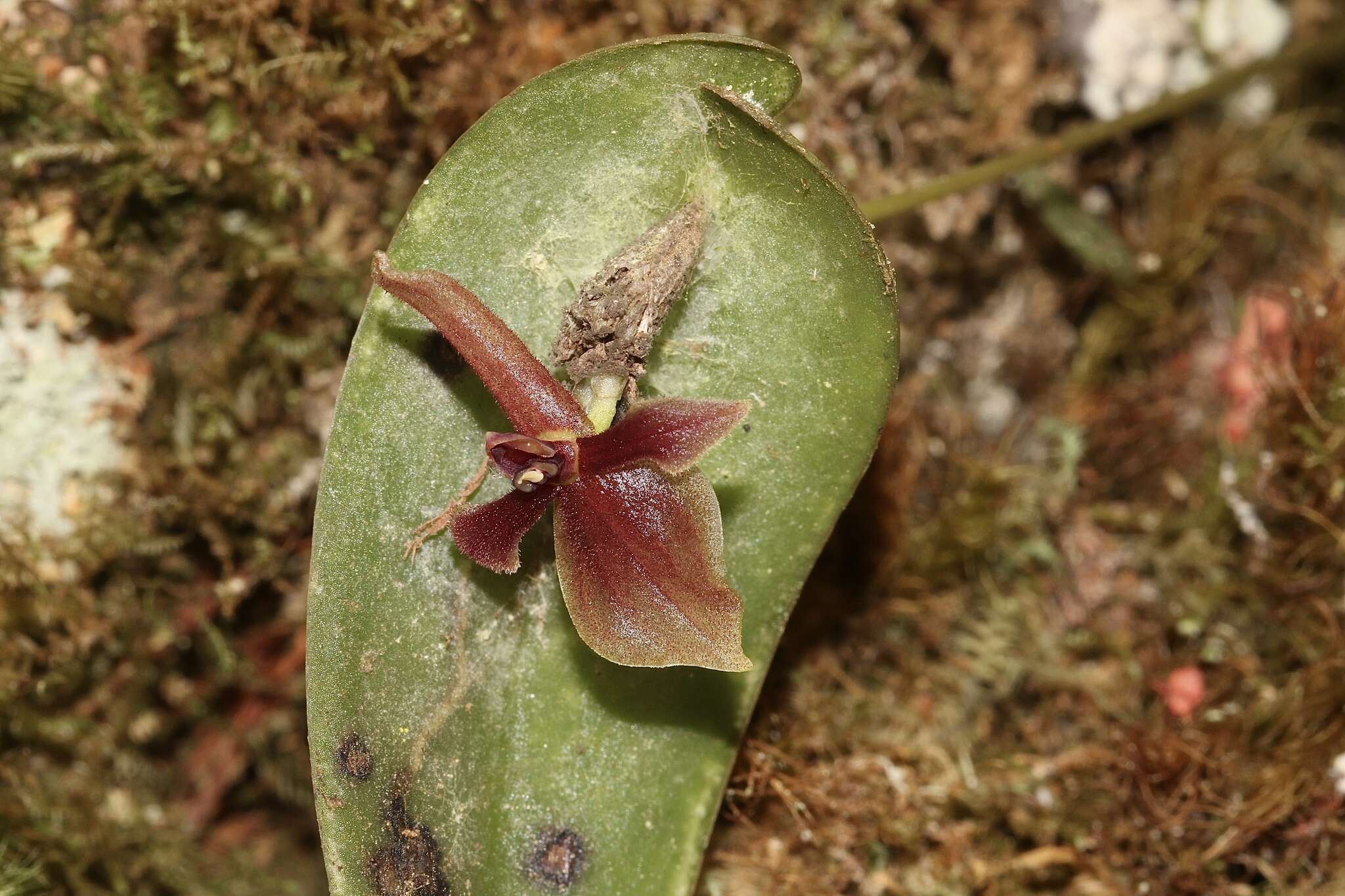 Plancia ëd Pleurothallis lilijae Foldats