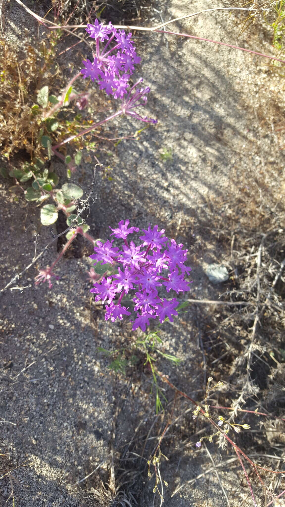 Image of desert sand verbena