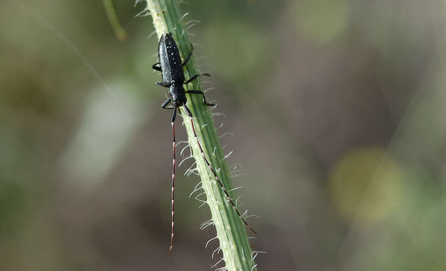 Image of Agapanthia (Epoptes) irrorata (Fabricius 1787)