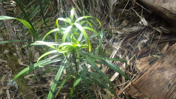 Image of Podocarpus madagascariensis var. madagascariensis