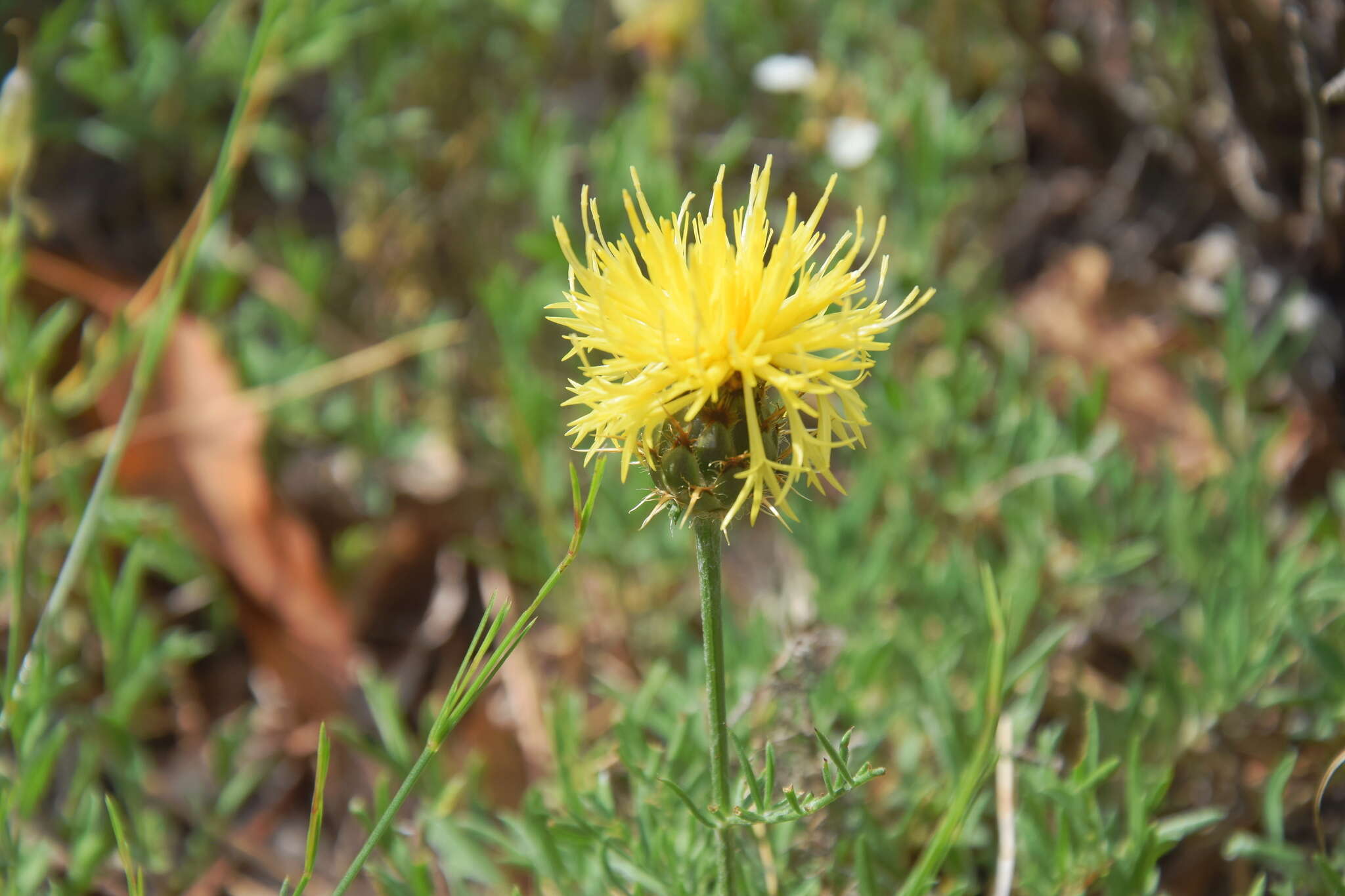 Image of Centaurea rupestris L.