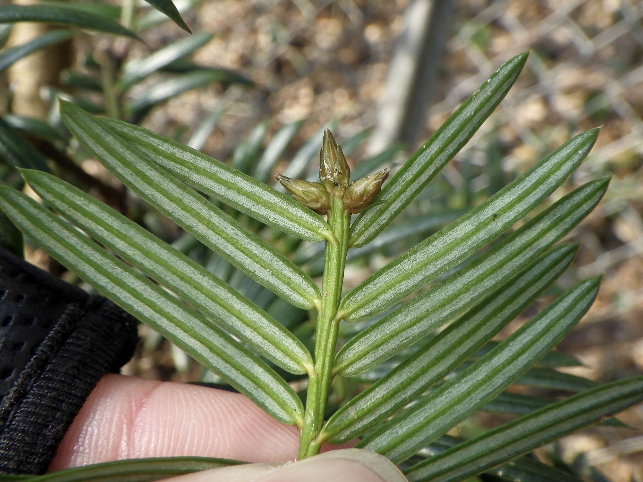 Plancia ëd Cephalotaxus harringtonii var. nana (Nakai) Rehd.