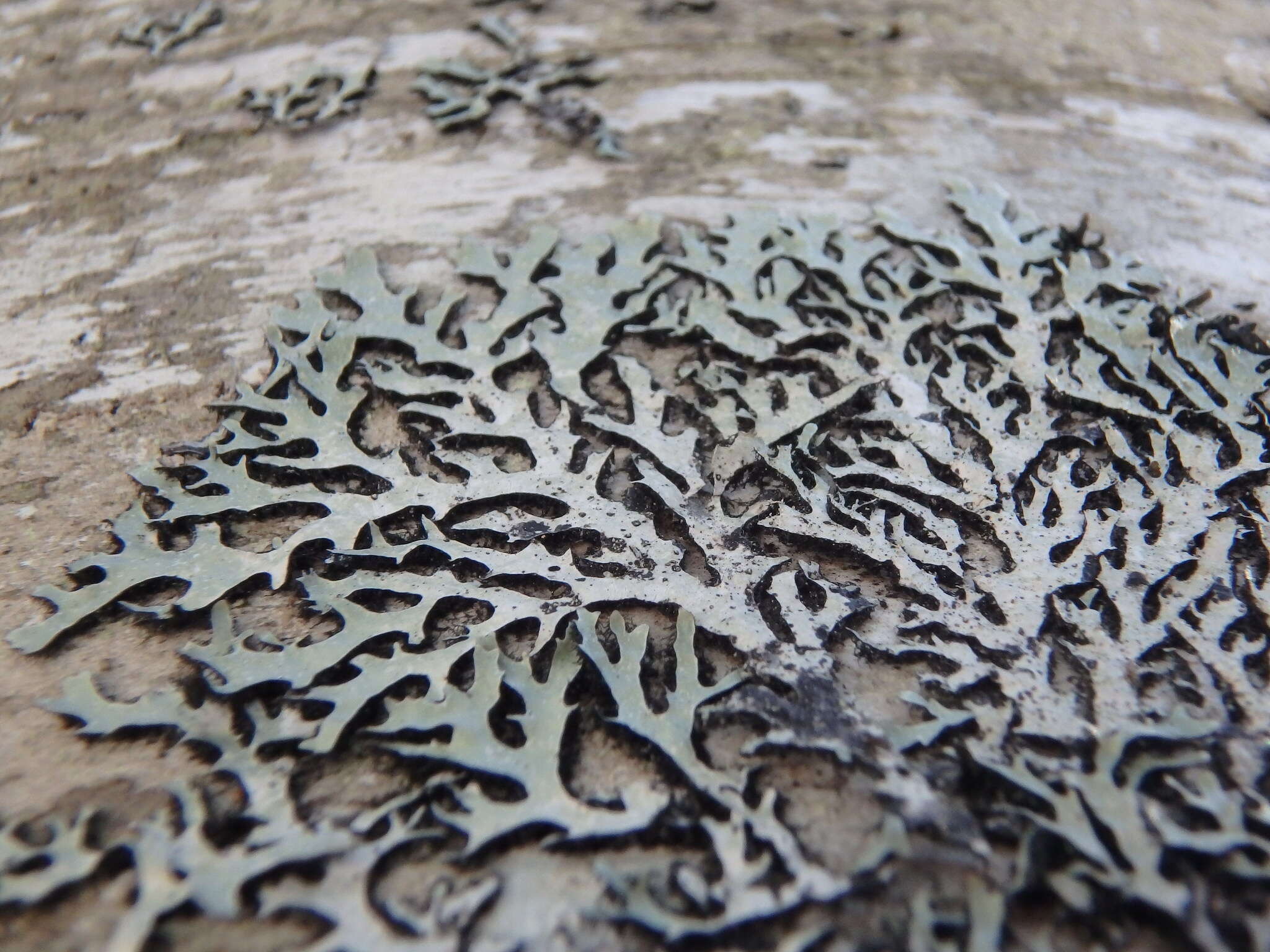 Image of shield lichen