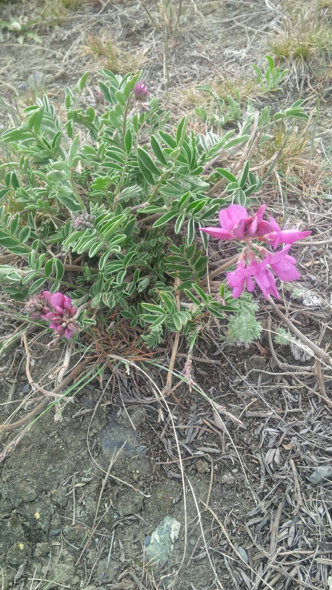 Image of <i>Hedysarum boreale</i> var. <i>mackenziei</i>