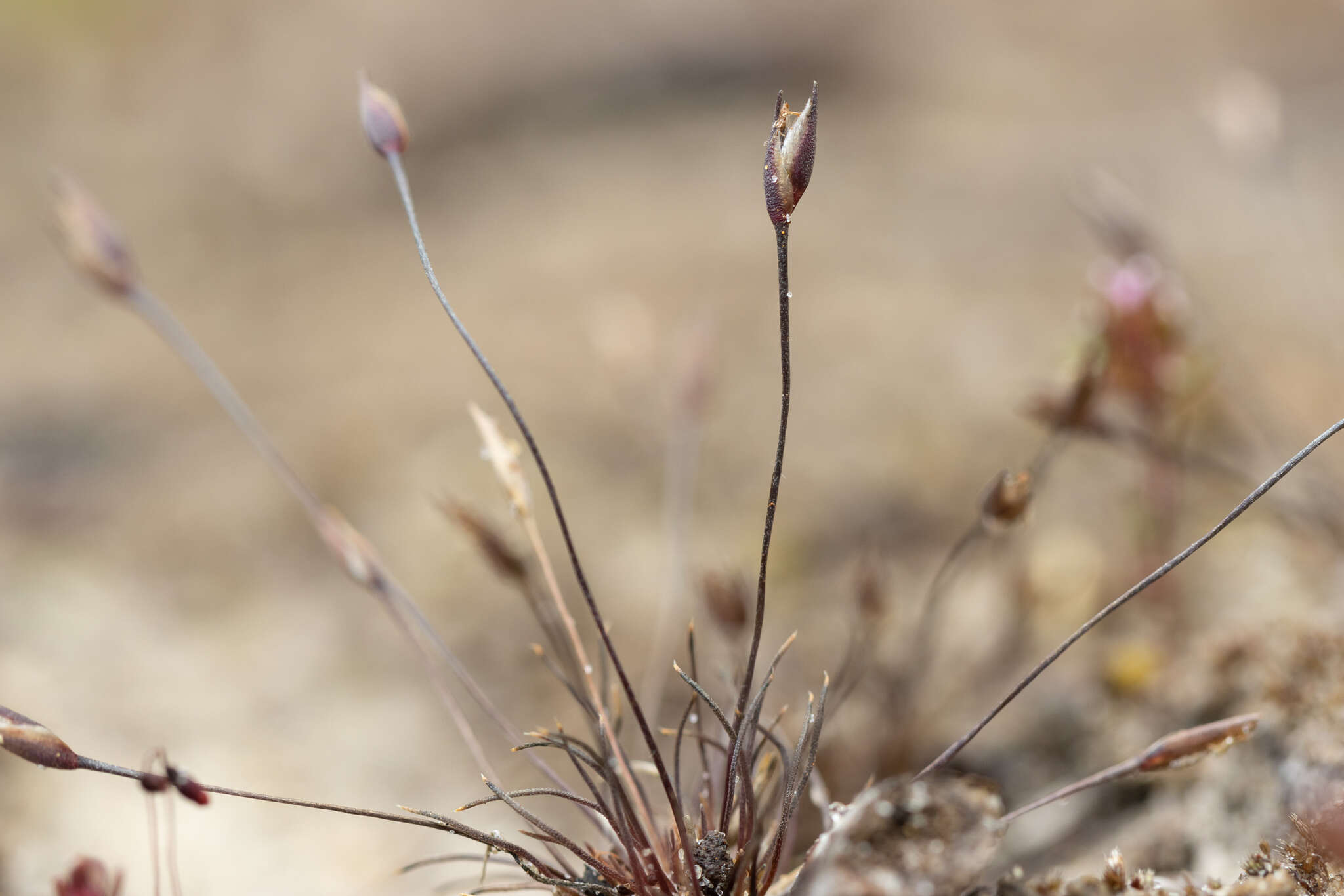 Image of Centrolepis glabra (F. Muell. ex Sond.) Hieron.