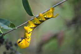 Image of Death's-head hawkmoths