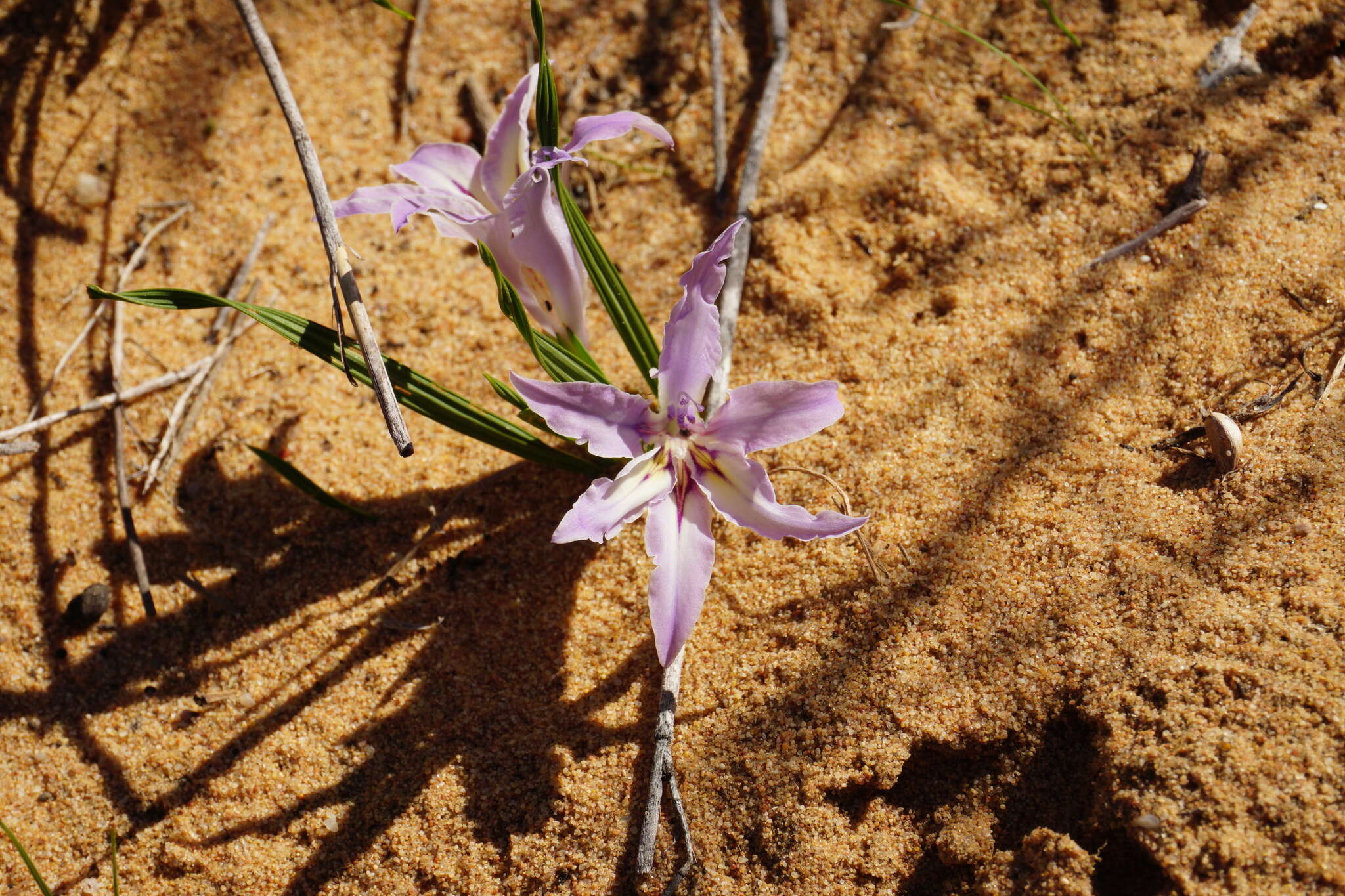 Image of Babiana grandiflora Goldblatt & J. C. Manning