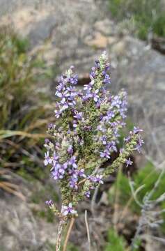 صورة Olearia floribunda (Hook. fil.) Benth.