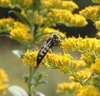 Image of Bicyrtes quadrifasciatus (Say 1824)