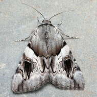 Image of Yellow Bands Underwing