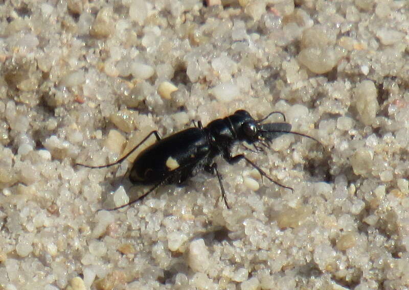 Image of Cicindela (Cicindela) scutellaris rugifrons Dejean 1825