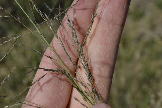 Image of weeping lovegrass