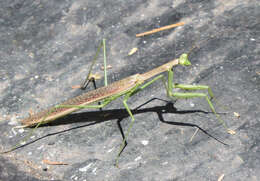 Image of Coptopteryx gayi Blanchard 1851