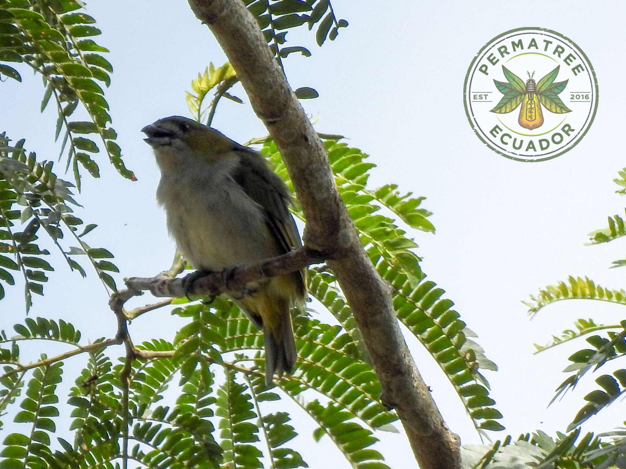 Euphonia chrysopasta Sclater, PL & Salvin 1869的圖片