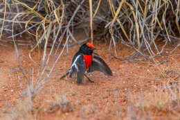 Image of Red-capped Robin