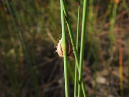 Image of Chorizandra cymbaria R. Br.