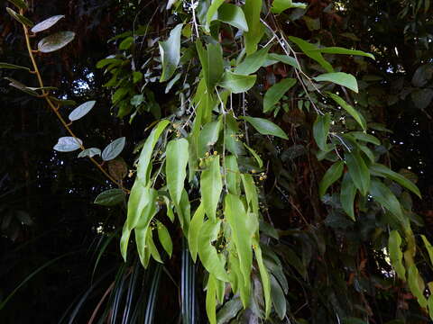 Image of Hypserpa laurina (F. Müll.) Diels