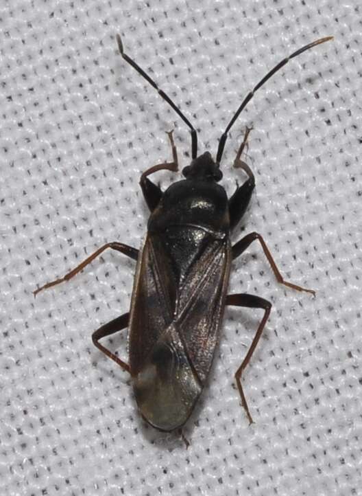 صورة Eremocoris fenestratus (Herrich-Schaeffer 1839)