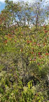 Image de Wimmeria persicifolia Radlk.