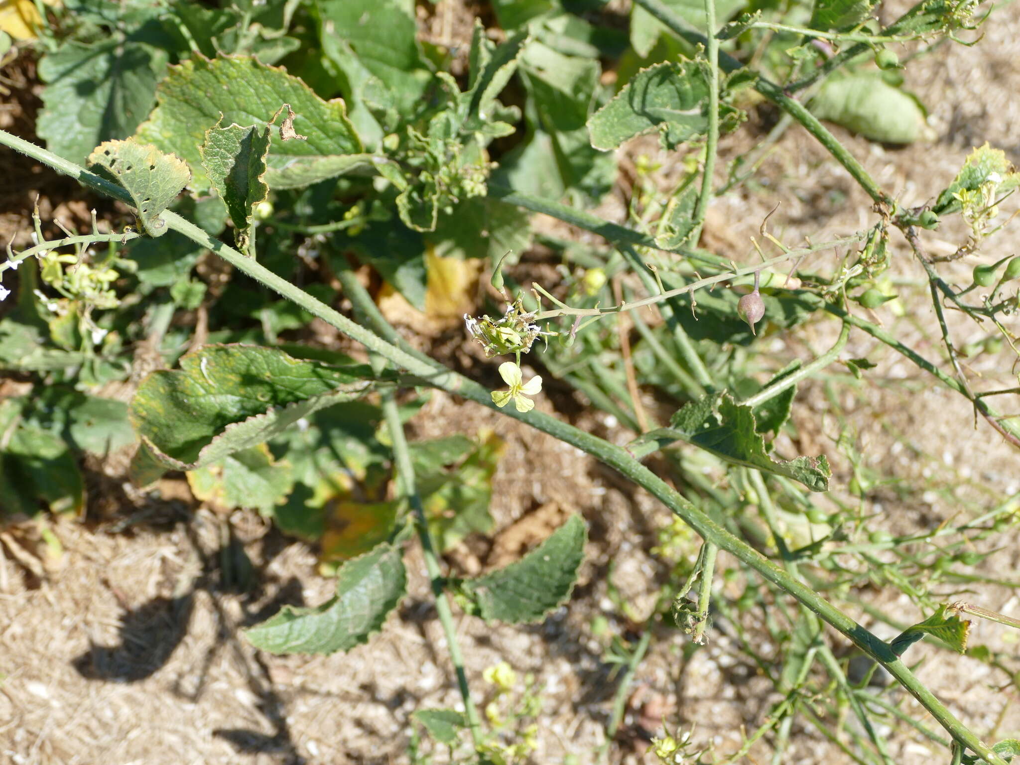 Image of Raphanus raphanistrum subsp. landra (Moretti ex DC.) Bonnier & Layens